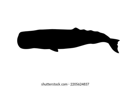 Sperm Whale Silhouette