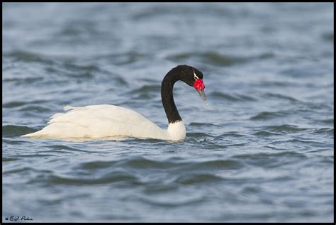 Black-necked Swan