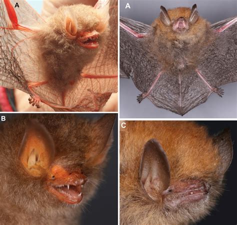 Species New to Science: [Mammalogy • 2020] Philippine Bats of the Genus Kerivoula (Chiroptera ...