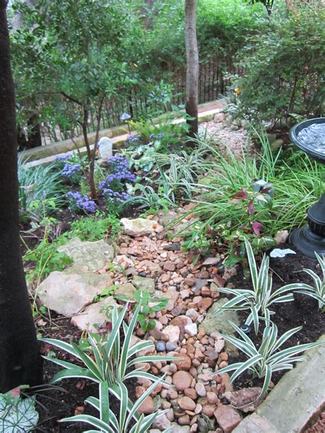 Shade Plants for Central Texas | Lisa's Landscape & Design