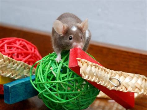 Foraging Toys For Rats | Wow Blog