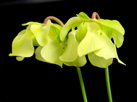 File:Sarracenia alata flowers.jpg - Wikimedia Commons