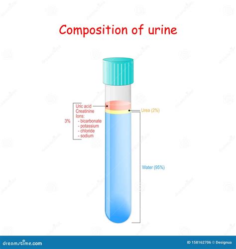 Urine in Test Tube. Composition of Urine Stock Vector - Illustration of ...