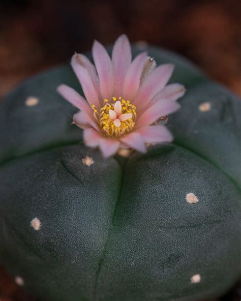 A flower shot : r/peyote