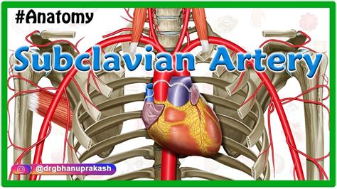 Subclavian artery Anatomy : Origin, Course, Parts, Branches, Relations ...