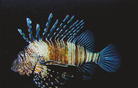 Red Lionfish - Marine Life - South Africa