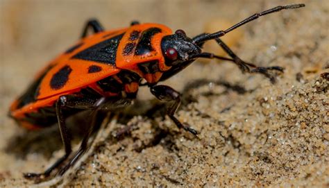 Insecte gendarme : définition, cycle de vie, alimentation - Ooreka