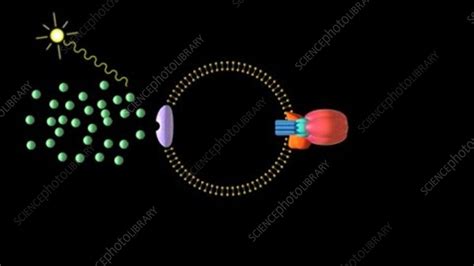 ATP synthase producing ATP, animation - Stock Video Clip - K003/9133 ...