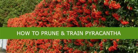 Pruning & Training – pyracantha.co.uk