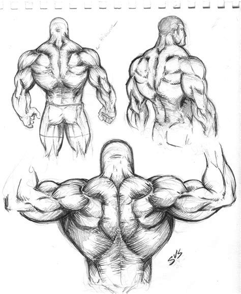 Bodybuilder Drawing at GetDrawings | Free download