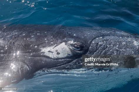 1,094 Humpback Whale Close Up Stock Photos, High-Res Pictures, and ...