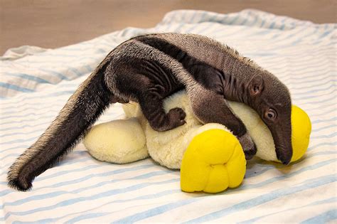 Baby Anteater Born at Zoo Miami Abandoned by Mother