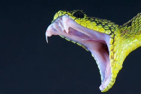 African Bush Viper Bite