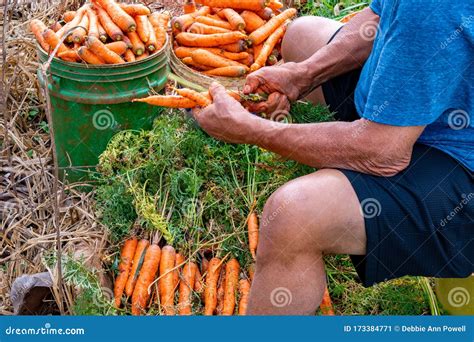 Carrot Farm Land Spring Harvest Preparation for Market Sale. Local ...