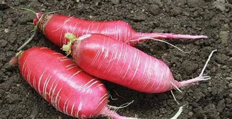 China Rose Radish: Description, Flavor, Benefits, And Uses - Gardeners ...