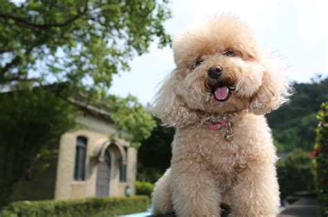 Shiba Inu Poodle Mix: The Poo-Shi Guide