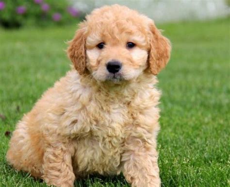 How to Find English Teddybear Goldendoodles for Sale Near Me | Mini ...