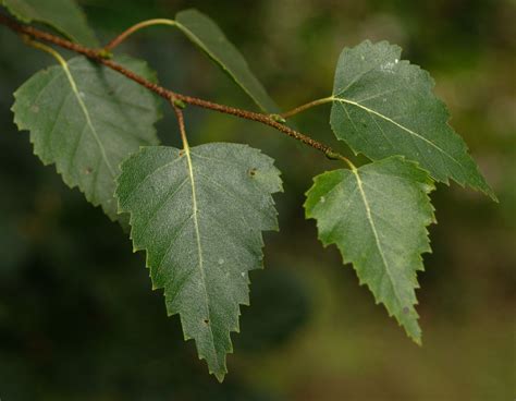 File:Silver birch leaves.jpg - Wikipedia