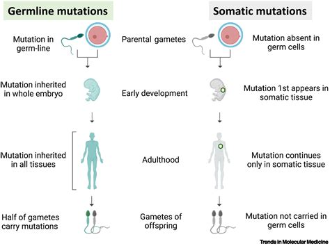 Somatic Cell Example