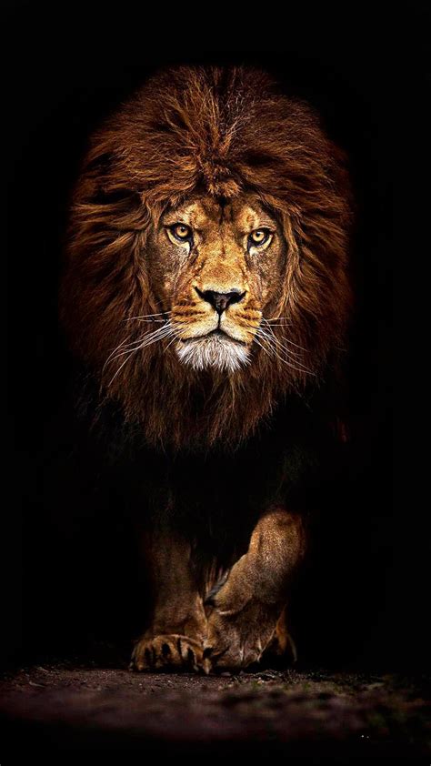 Lion Phone Wallpapers - Wallpaper Cave