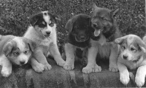 Alaskan Husky Puppies Free Stock Photo - Public Domain Pictures