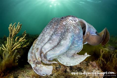 The Giant Australian Cuttlefish - Quite Unique | Indopacificimages