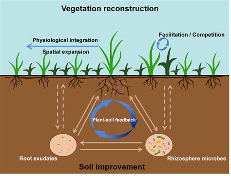 Jian-Yong Wang: What role do clonal plants play in our ecosystems? | LaptrinhX / News