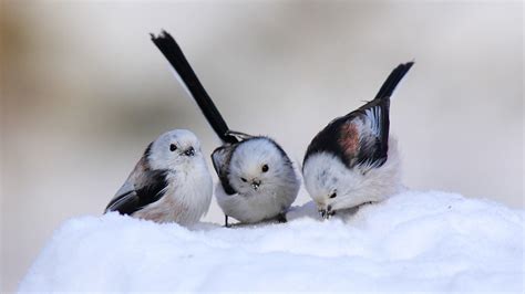 Winter Birds and Animals Wallpaper - WallpaperSafari