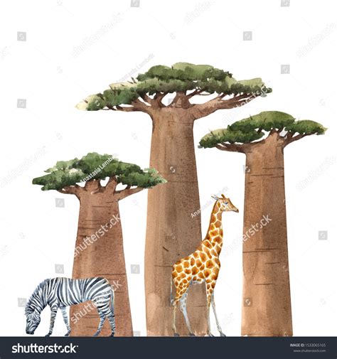 Watercolor Isolated Illustration Baobab Trees On Stock Illustration 1533065165 | Shutterstock