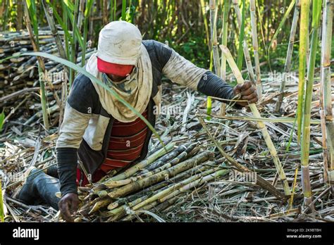 peasant sugar cane farmer, kneeling on the ground collecting the canes to pile them up and then ...