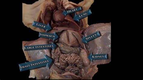 Fetal Pig Dissection Anatomy