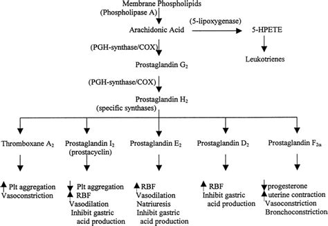 [Figure, Arachidonic Acid Pathway. Contributed from BioMed Central] - StatPearls - NCBI Bookshelf