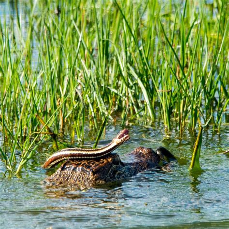 Anahuac National Wildlife Refuge - All You Need to Know BEFORE You Go (2024)