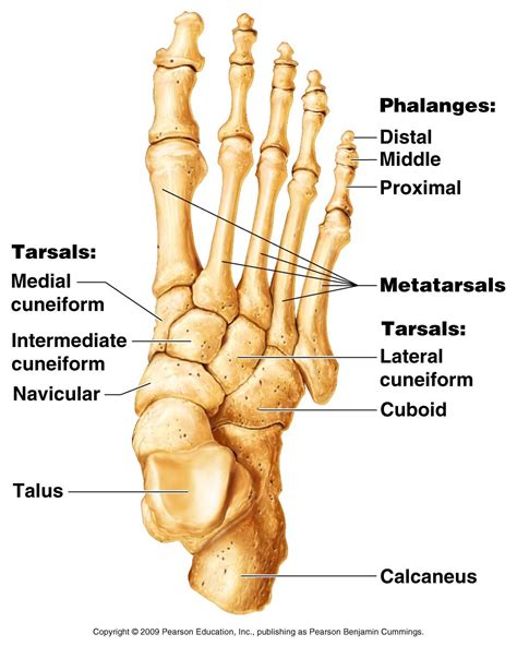 Human Foot Bones Diagram Labeled