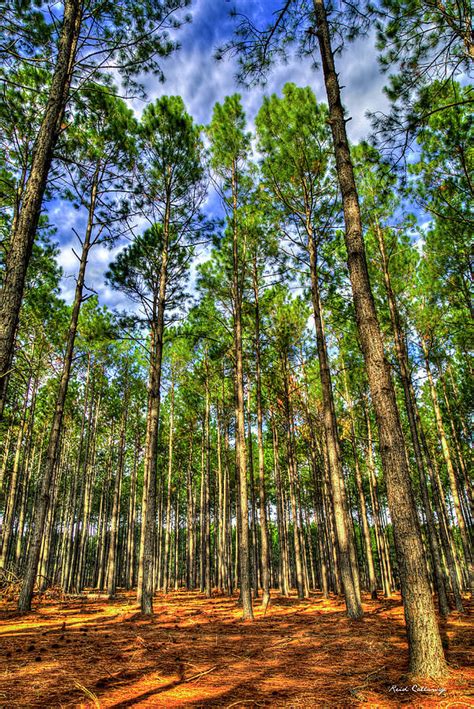 Money Growing On Trees Georgia Pine Tree Art Photograph by Reid Callaway