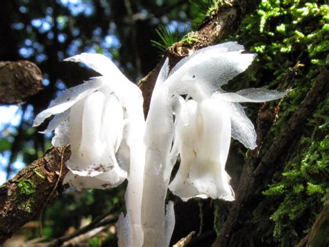 THE GHOST PLANT - Monotropa uniflora |The Garden of Eaden