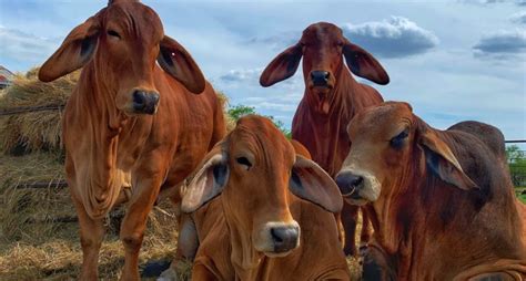 Why American Red Brahman Cattle Should Be In Your Herd - Moreno Ranches