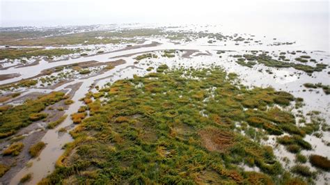 Understanding the Importance of Salt Marshes - Eos