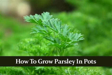 How to Grow Parsley Indoors in a Pot. What You Must Know!