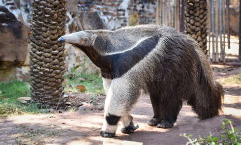 Giant anteater stock photo. Image of nature, animal - 108762786