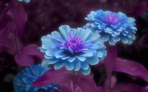 Download Blue Flower Leaf Petal Purple Artistic Flower HD Wallpaper by ...