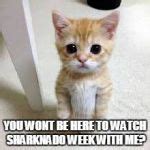 Sad Kitten Meme Generator - Imgflip