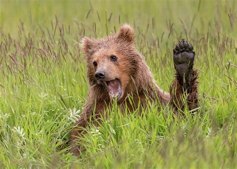 Coastal Brown Bear Cub Photograph by David DesRochers