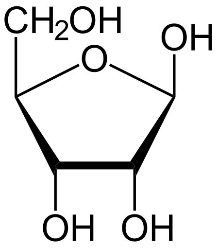 ROSALIND | Glossary | Ribose