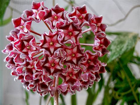 Flower Homes: Hoya Flowers