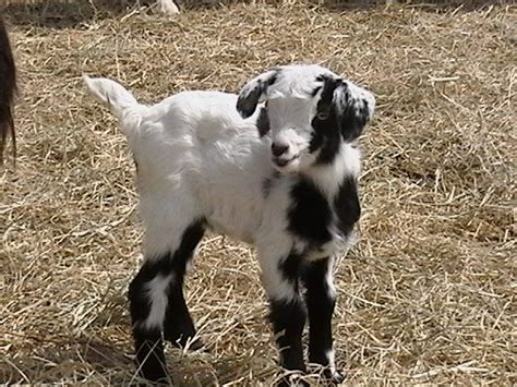 Fainting Goat Fainting Goat, Starting A Farm, Raising Farm Animals, Cute Goats, Cute Sheep, Baby ...