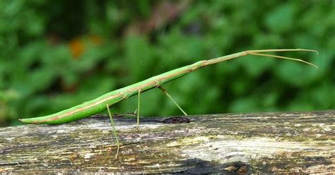 Variety of Life: Phasmatodea