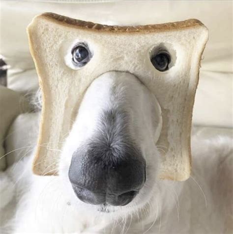 a dog with a slice of bread on it's face