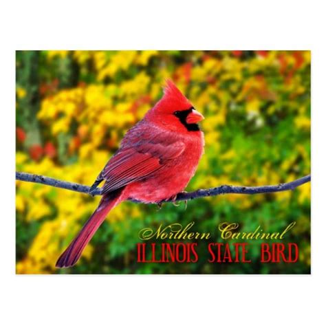 Illinois State Bird - Northern Cardinal Postcard | Zazzle