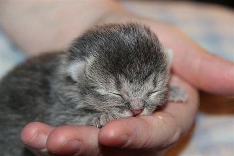 World’s Smallest Animals Are Actually Ridiculously Small (25 pics ...